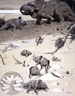 Protoceratops