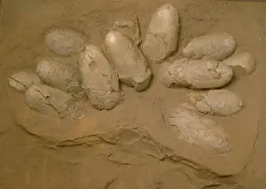 Mesozoic Era Fossils Drucke: Protoceratops eggs