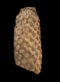 Natural History Museum Specimens Drucke: Protopteris