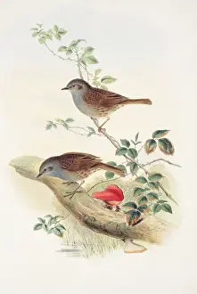 John Gould Birds Drucke: Prunella modularis, dunnock