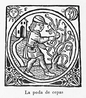 Die Pflege von Weinreben Spanien 1511