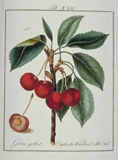 Rosaceae Family Fruit Drucke: Prunus avium, cherry