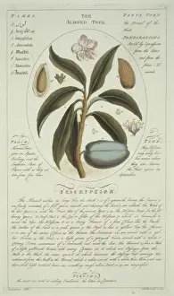 Rosaceae Family Tree Drucke: Prunus sp. almond tree