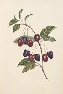 Rosaceae Family Tree Drucke: Prunus sp. cherry tree