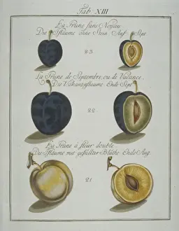 Nineteenth Century Botanical Art Drucke: Prunus sp. plum