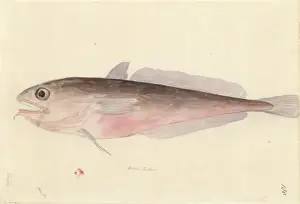 Bony Fish Illustration Drucke: Pseudophycis bacchus, red codling