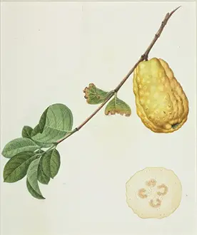 Psidium Guava