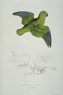 Victorian Era Animal Artwork Drucke: Psittacula kramei, rose-ringed parakeet