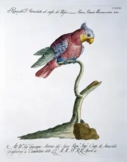 Papagei Sp.-Art Parakèet