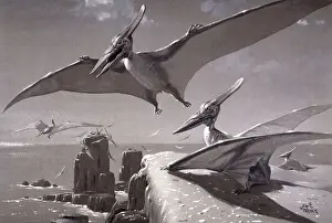 Pteranodon