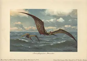 Ausgestorben Drucke: Pterodontoide, große fliegende Pteryosaurus aus dem