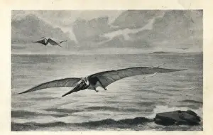 Lithograph Prints Drucke: Pteranodon longiceps