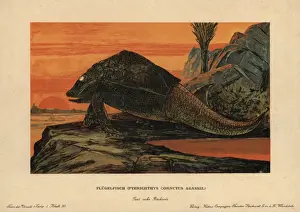 Prehistoric Animals Illustration Drucke: Pterichthyodes, extinct genus of placoderm