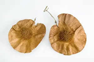 Studio Botany Photography Drucke: Pterocarpus angolensis