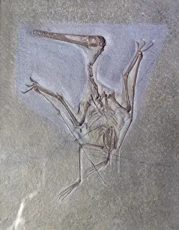 Diapsid Reptiles Drucke: Pterodactyl kochi