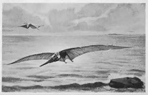 Pterodaktel/Pteranodont