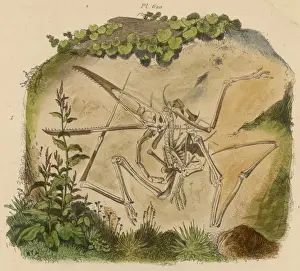 Fossilschädel eines Pterodaktels