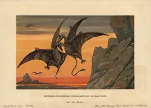 Prehistoric Animals Illustration Drucke: Pterodactylus, extinct genus of pterosaurs