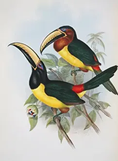 Drucke von Tafel 22 ist eine von Hand gefärbte Lithografie von John Gould und Henry Constantine Richter aus Johns Monographie der Ramphastidae oder Familie der Tukanartigen. Zweite Ausgabe, (1854) Aracari Mit Buchstaben Drucke: Pteroglossus inscriptus humboldti, Buchstaben-Aracarí