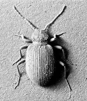 Scanning Electron Microscope Images Of Insects Drucke: Ptinus tectus, spider beetle
