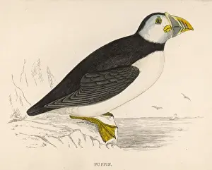 Puffin Bird Drucke: PUFFIN