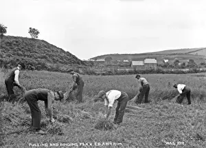 Early 1900s Rural Scene Drucke: Pulling and Binding Flax, Co. Antrim