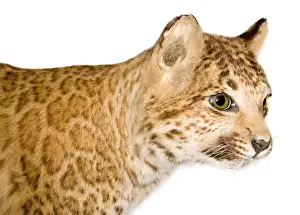 Feliformia Animals Drucke: A puma-leopard hybrid