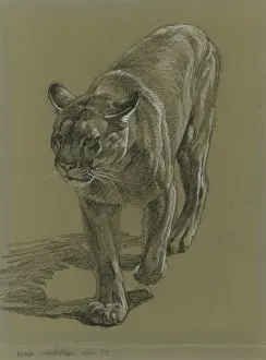 Historical Animal Prints Online Drucke: Puma stalking forward
