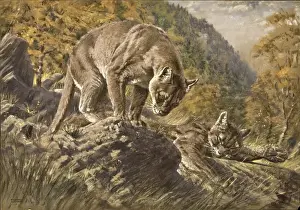 Raymond Sheppard Art Drucke: Two Pumas in a valley