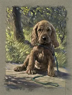 Ein Hund mit einem bösen Gesichtsausdruck