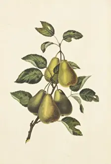 George Brookshaw Drucke: Pyrus communis, Konferenzperry