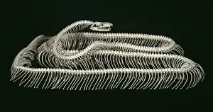 Drucke von Knochen eines Tigerpythonen (Python molurus), aus Südostasien stammend und jetzt Teil der Sammlungen des Naturhistorischen Museums in London Indische Python Drucke: Tigerpython, Pythonmolurus
