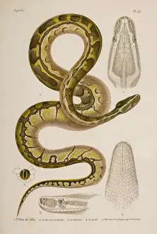 Reptilien Drucke: African Riesenpython