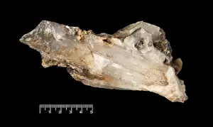 Ferdinand Bauer Artwork Drucke: Quartz crystal