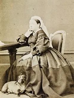 Königin Viktoria / Dachsbrackhorn