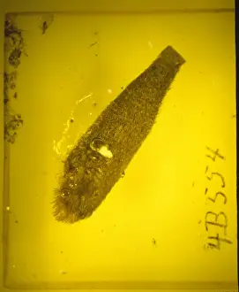 Dicotyledonous Flowering Plants Drucke: Quercus bract in baltic amber
