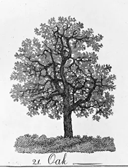 Drucke von Platte 21 aus dem Buch Die Form und Rüstung von dreißig Arten der Bäume, veröffentlicht im Jahr 1786 von A. Cozens; Ursprünglich erschienen im Jahre 1771 Alexander Cozens Drucke: Quercus, oak
