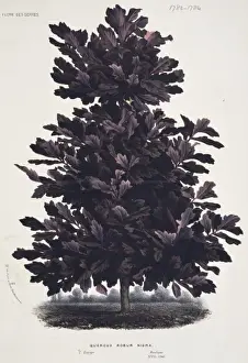 Oak Tree Illustration Drucke: Quercus rober niger, oak tree