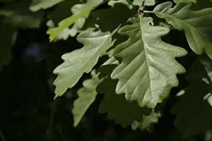 Common Oak Tree Drucke: Quercus robur, oak