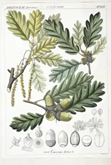 Common Oak Tree Drucke: Quercus robur, oak tree