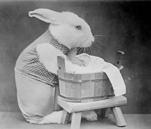 Hase macht Wäsche