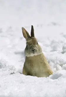 Wildlife Mammal Images Drucke: Rabbit - in snow