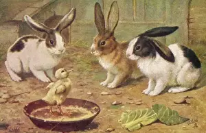 Domestic Rabbits Drucke: Rabbits & Chick 1920S