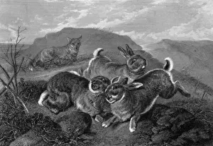 Eichhörnchen und Fuchs