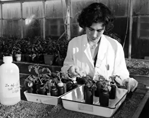 Female Scientist In Lab Coat Drucke: Radioactivity / Plants 60S