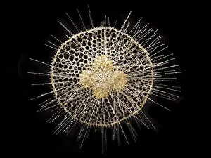 Natural History Museum London Exhibit Drucke: Radiolarian