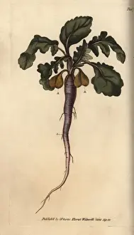 Sydenham Edwards Artwork Drucke: Radish, Raphanus sativus, root vegetable