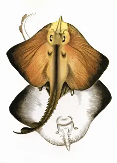 Raia marginata oder Ränder-Ray