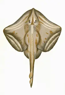 Natural History Fishes Drucke: Raia microcellata, or Painted Ray
