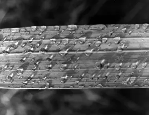 Raindrops On Leaves Drucke: RAINDROPS